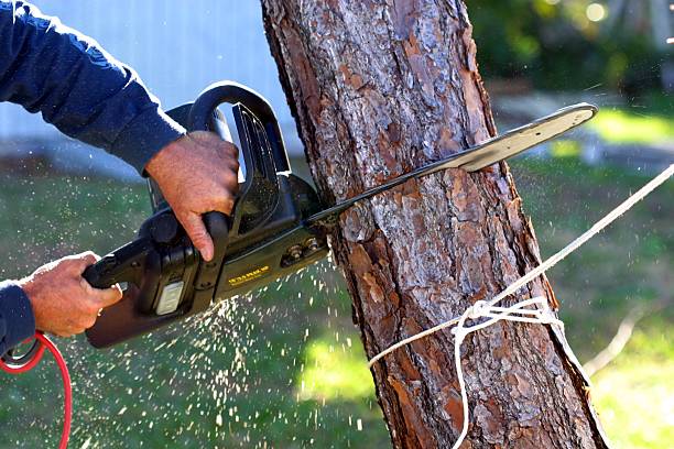 Best Tree Disease Treatment  in Weiser, ID