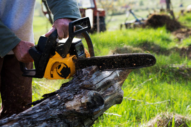 How Our Tree Care Process Works  in  Weiser, ID